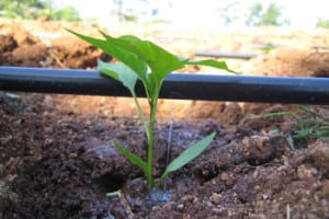 driptech-drip-irrigation
