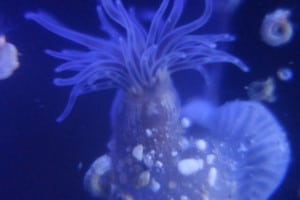 hydroid