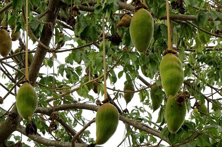 baobob fruit