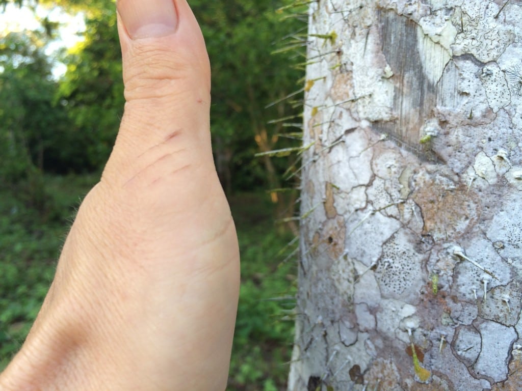 warning not to grab onto trees while walking through jungle - thorns! I