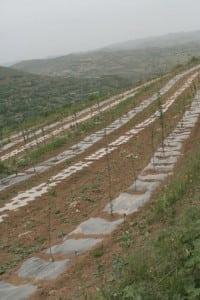 Plastic mulch on apple sapplings