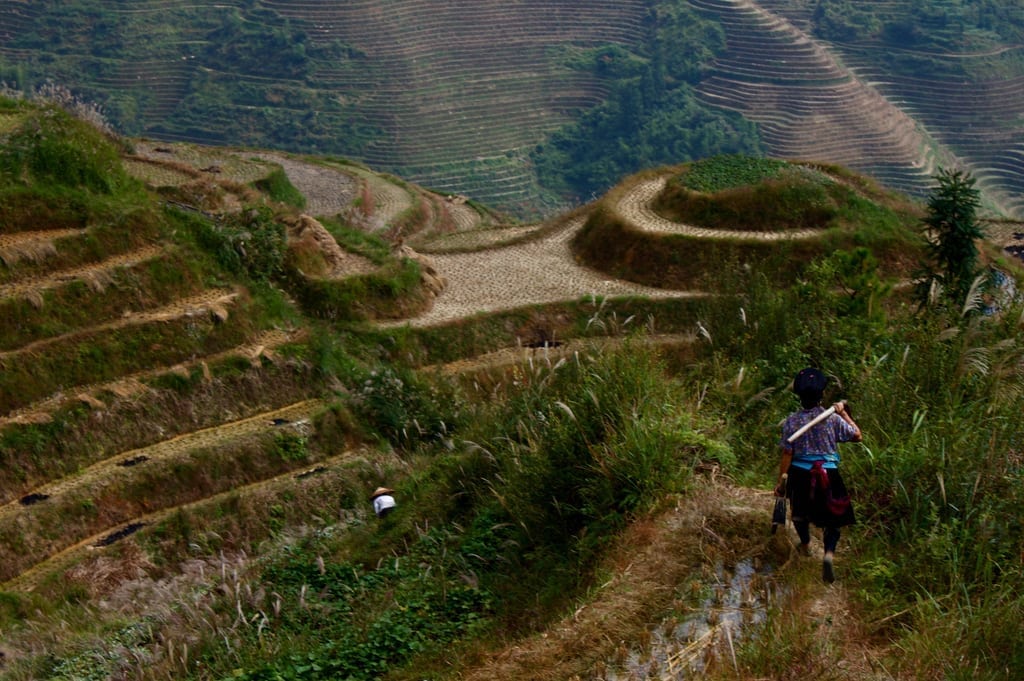 Terraced rice field in Longji, China