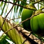 coconut