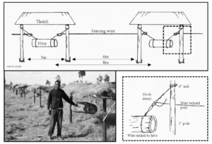 A log hive hangs from fence posts in this diagram from the Beehive Fence Construction Manual. Image courtesy of the Elephants and Bees Project A log hive hangs from fence posts in this diagram from the Beehive Fence Construction Manual. Image courtesy of the Elephants and Bees Project