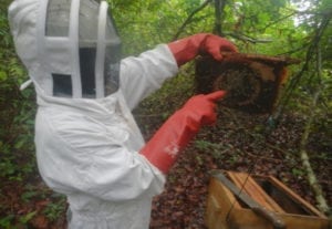 Dr. Steeve Ngama points to a queen bee in a colony. Image courtesy of the Elephants and Bees Project