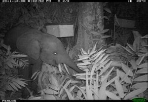 A motion-activated camera took this photo of a young elephant feeding at night. Image courtesy of the Elephants and Bees Project A motion-activated camera took this photo of a young elephant feeding at night. Image courtesy of the Elephants and Bees Project
