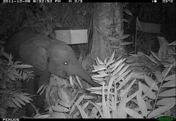 A motion-activated camera took this photo of a young elephant feeding at night. Image courtesy of the Elephants and Bees Project A motion-activated camera took this photo of a young elephant feeding at night. Image courtesy of the Elephants and Bees Project