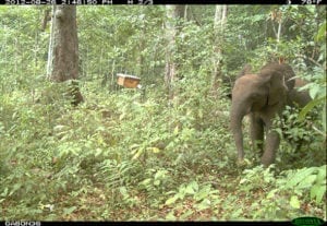 An elephant avoids a tree holding an active hive. Image courtesy of the Elephants and Bees Project