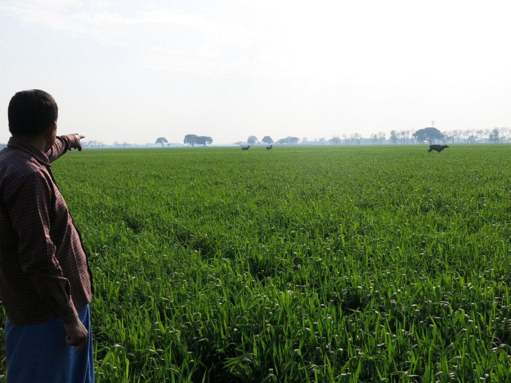 solar hooter india crop antelope