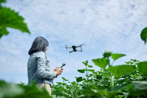 Young woman learning how to pilot her drone in, female using, piloting, fly drone on field of sunflowers, summer, agriculture.