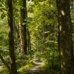 A path in a forest. Photo by Sydney Moore on Unsplash