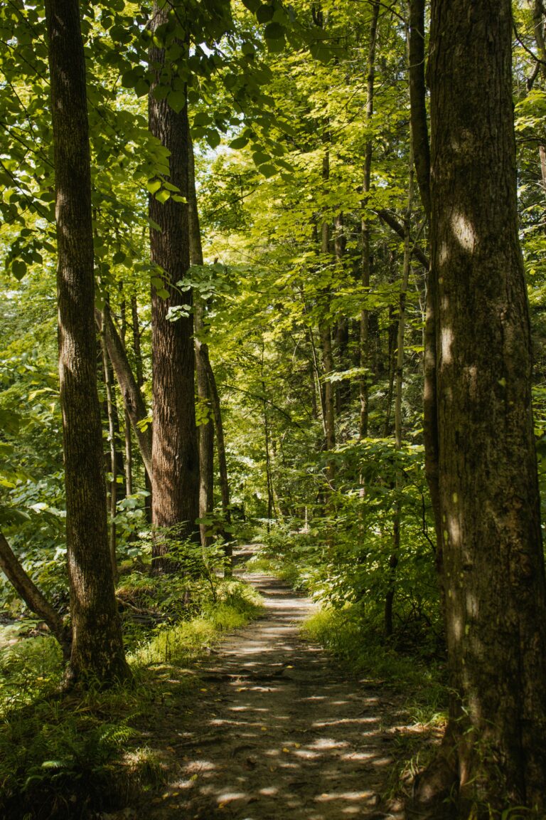 A path in a forest. Photo by Sydney Moore on Unsplash