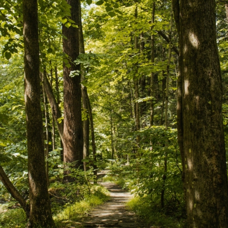 A path in a forest. Photo by Sydney Moore on Unsplash