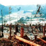 Amazon deforestation