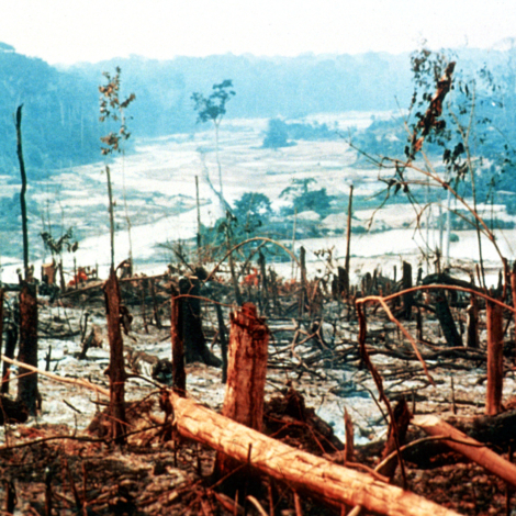 Amazon deforestation