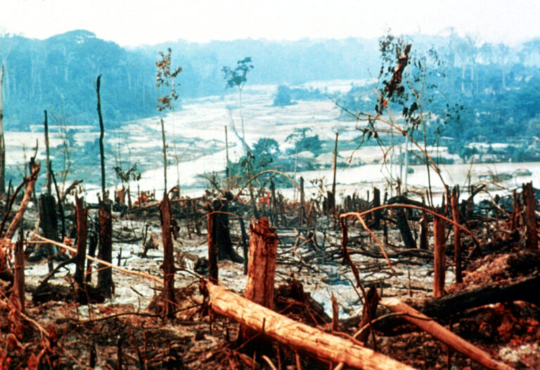 Amazon deforestation