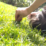 This close-up screen capture from a portal video shows bright sunlight on a field of green grass. Elisabeth Motley lays on her back, reaching her arms above her head to grasp blades of grass in her fingers, eyes closed in the sun. Photo: Dr. Petra Kuppers 